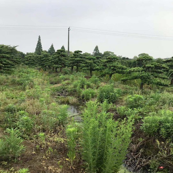 宏源苗木造型盆景 羅漢松  熱銷造型羅漢松基地  精品造型羅漢松基地