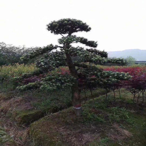 宏源苗木造型盆景 羅漢松  熱銷造型羅漢松基地  精品造型羅漢松基地