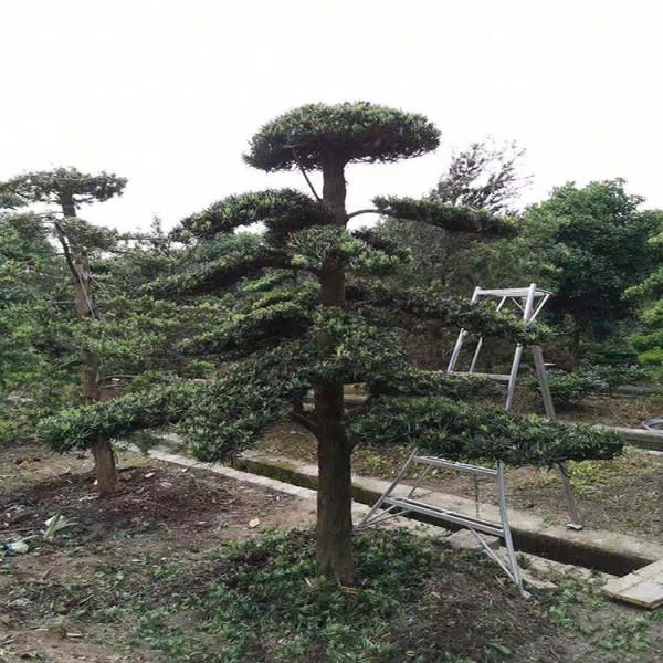 宏源苗木造型羅漢松 造型樹 庭院綠化風(fēng)景樹造型樹苗羅漢松 批發(fā)湖南造型羅漢松 