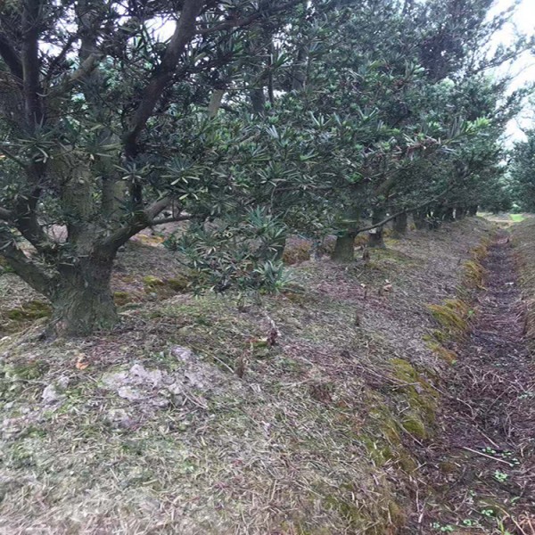 宏源苗木造型羅漢松 造型樹 庭院綠化風景樹造型樹苗羅漢松 批發湖南造型羅漢松