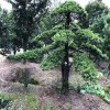 宏源苗木造型盆景 羅漢松 廠家直銷落葉松造型 基地直銷 羅漢松