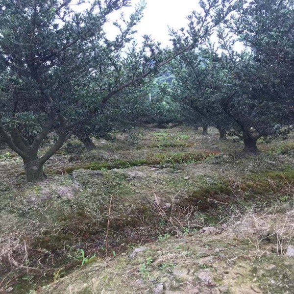 宏源苗木造型盆景 羅漢松 廠家直銷(xiāo)落葉松造型 基地直銷(xiāo) 羅漢松