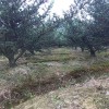 宏源苗木造型羅漢松 造型樹 庭院綠化風景樹造型樹苗羅漢松 羅漢松的造型