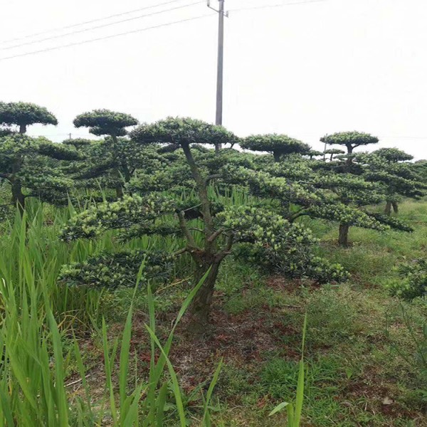 宏源苗木造型羅漢松 造型樹 庭院綠化風(fēng)景樹造型樹苗羅漢松 羅漢松的造型  