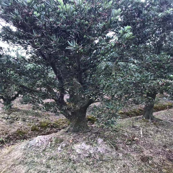宏源苗木造型羅漢松 造型樹 庭院綠化風(fēng)景樹造型樹苗羅漢松 羅漢松的造型