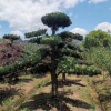 熱銷羅漢松造型 熱銷造型華山松 熱銷造型羅漢松基地
