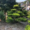 基地直銷造型黃楊樹10公分 造型黃楊樹 宏源苗木基地直銷