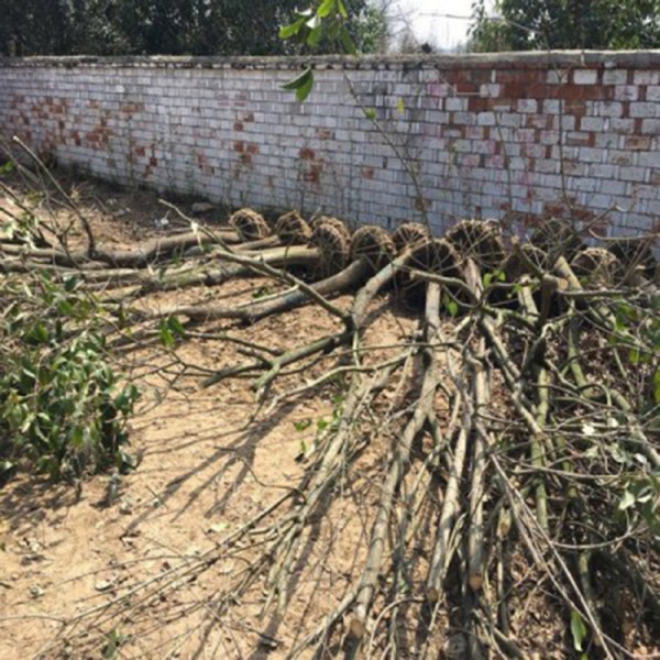 宏源苗木女貞價格 大葉女貞基地 大葉女貞景觀樹