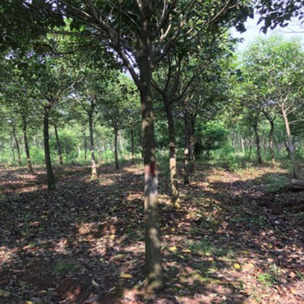 宏源苗木大葉女貞廠家 大葉女貞基地 苗木基地出售