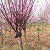 宏源苗木大紅梅多少錢一顆 12公分紅梅價格 紅梅苗價格多少錢