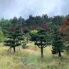 宏源苗木園林綠化樹干造型五針松 基地批發造型五針松 專業培植五針松