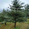 宏源苗木精品造型五針松批發貨真價實 基地供應 造型五針松 造型五針松樹