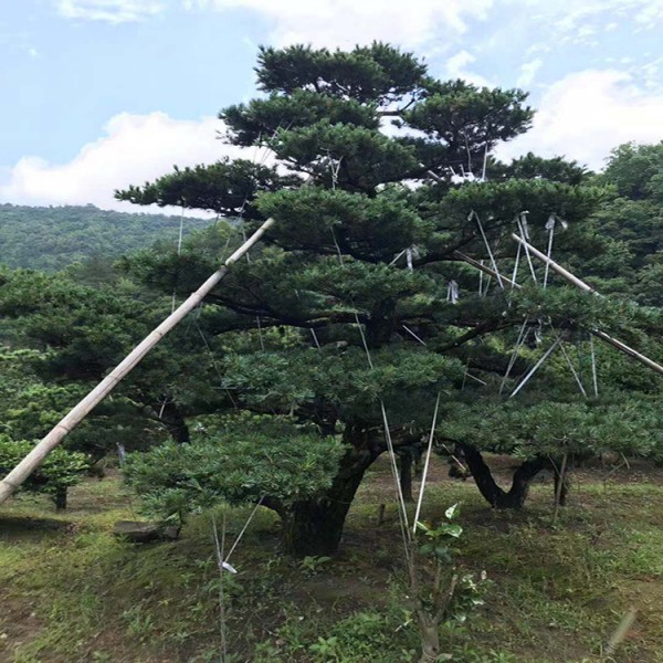 宏源苗木精品造型五針松批發貨真價實 基地供應 造型五針松   造型五針松樹