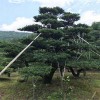 宏源苗木批發各種造型五針松 銷售造型五針松 五針松價格