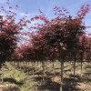 基地直銷 4公分紅楓樹 紅楓價格 紅楓樹苗
