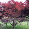9公分紅楓樹,紅楓價格,紅楓樹苗