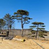 精品景觀松（1）
