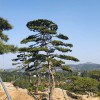 精品景觀松（2）