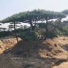 精品景觀松（3）