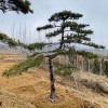 精品景觀松（4）
