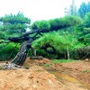 造型油松的價(jià)格