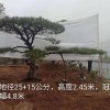 常色葉黑松樹苗木基地-觀葉造型精品黑松批發(fā)價(jià)格-苗圃直銷-規(guī)格齊全