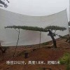 15公分造型黑松苗木基地-景觀造型平頂松批發(fā)價(jià)格-苗圃直銷-規(guī)格齊全