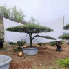 造型工程松苗木基地-造型油松批發(fā)價(jià)格