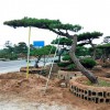 造型油松-造型景觀松的價(jià)格
