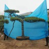造型松樹苗木基地-苗圃直銷