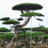 精品景觀松-造型油松
