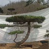 造型油松的價(jià)格-造型景觀松