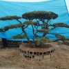 造型松樹苗木基地-苗圃直銷