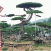 精品造型松價(jià)格-苗圃直銷-規(guī)格齊全