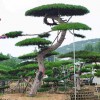景觀造型油松迎客松造型黑松樹造型工程松苗木基地-苗圃直銷-規格齊全