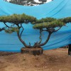 造型景觀松-精品造型油松價格