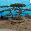 造型景觀松-造型油松迎客松造型油松小苗批發價格