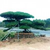 造型油松樹批發價格-造型黑松苗木基地