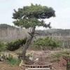 造型油松樹批發價格-苗圃直銷-規格齊全