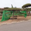 造型黑松苗木基地-苗圃直銷-品種齊全