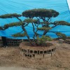 造型黑松苗木基地-優質造型松