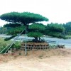 造型景觀松基地直銷-種類齊全