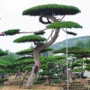 大型造型景觀松樹批發價格-苗木基地-品種齊全