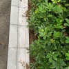 仿石排水溝 芝麻白