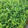 奶白茶 安吉奶白茶 百川茶苗 奶白茶茶批發 苗圃直供 量大從優