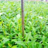 特早奶白茶苗 大葉極白茶苗 特早白茶苗 茶苗批發