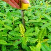 奶白茶茶苗 奶白茶苗 奶白茶樹苗 廠家直銷 茶苗批發