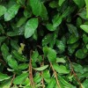 安吉白茶 安吉白茶樹苗批發 全國批發 量大從優 苗圃直發