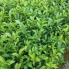 奶白茶 安吉奶白茶 百川茶苗 奶白茶茶批發 苗圃直供 量大從優