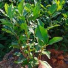 龍井43 龍井茶苗 龍井綠茶 基地直銷